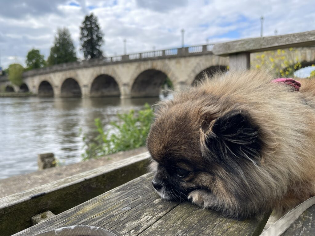 Windsor to Maidenhead