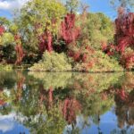 Pangbourne to Shillingford